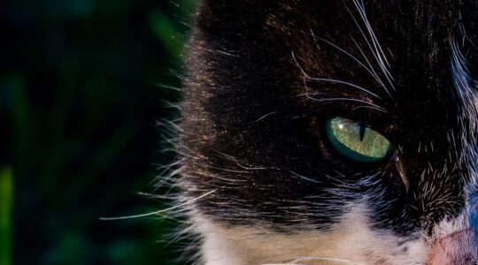 Quelle est la différence entre un pendentif et un collier ?