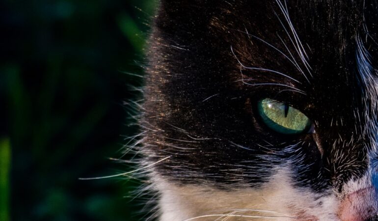 Quelle est la différence entre un pendentif et un collier ?